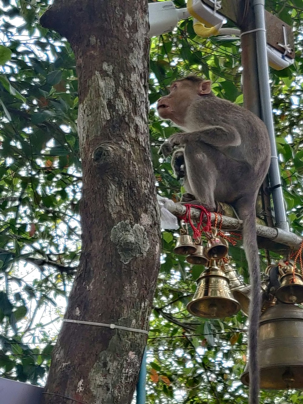 um macaco subindo em uma árvore