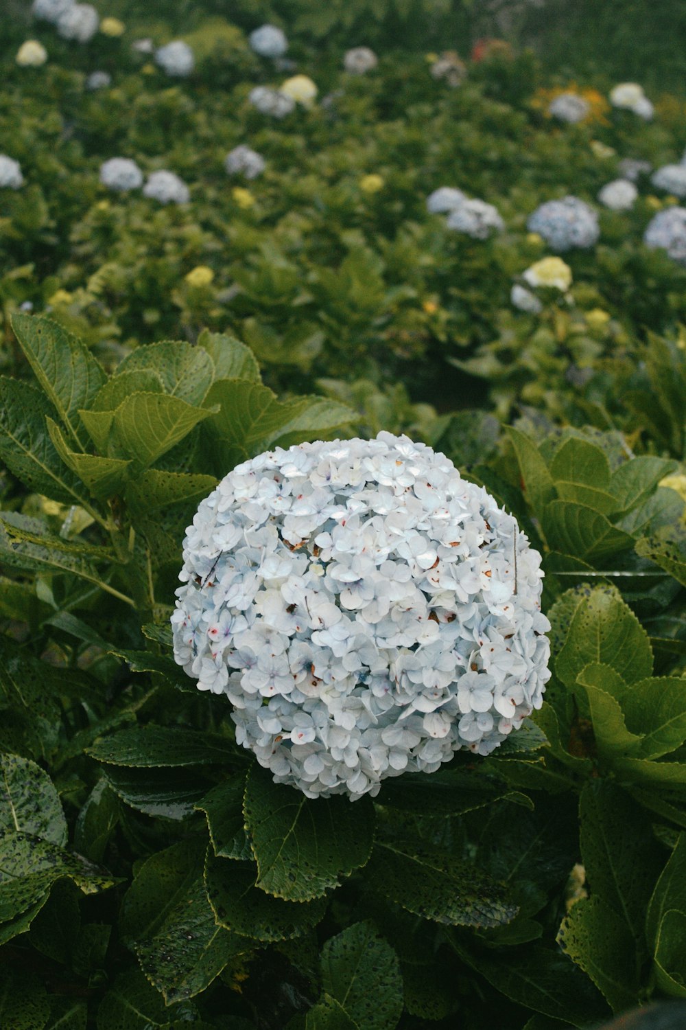 a white flower surrounded by green leaves