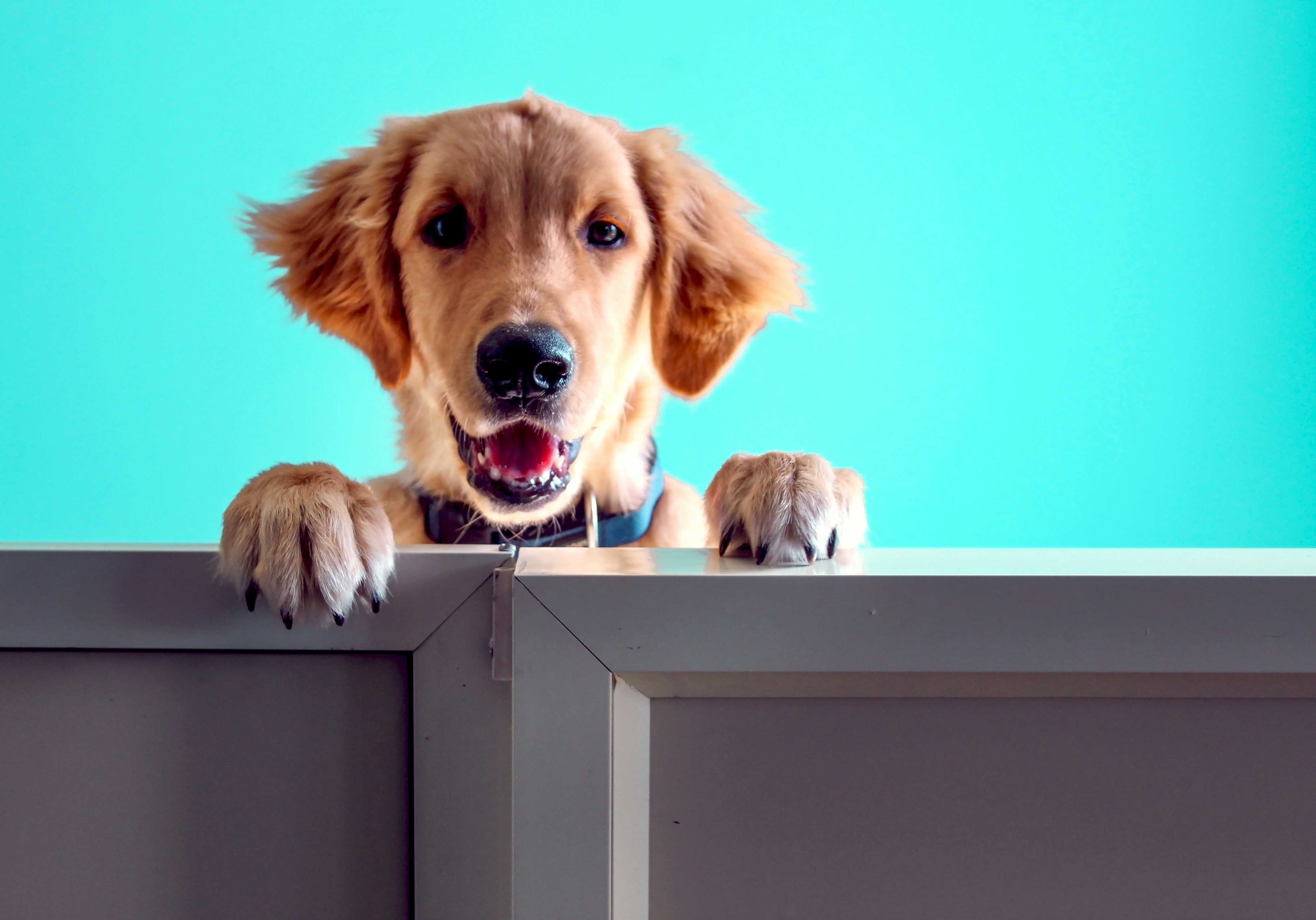 a dog with its paws on a ledge
