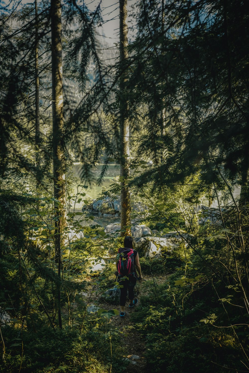 Una persona che cammina attraverso una foresta