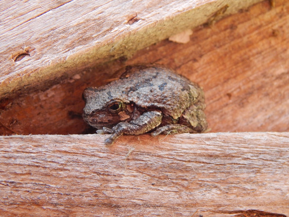 a lizard on a wood surface