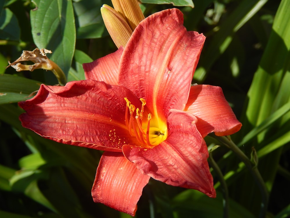 eine rote Blume mit grünen Blättern