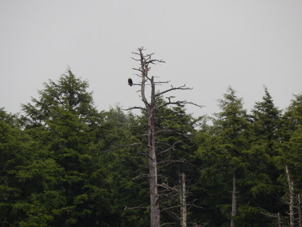 a bird sitting on a tree