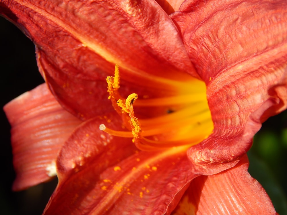 a bug on a flower