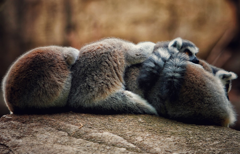 a group of furry animals lying on a rock