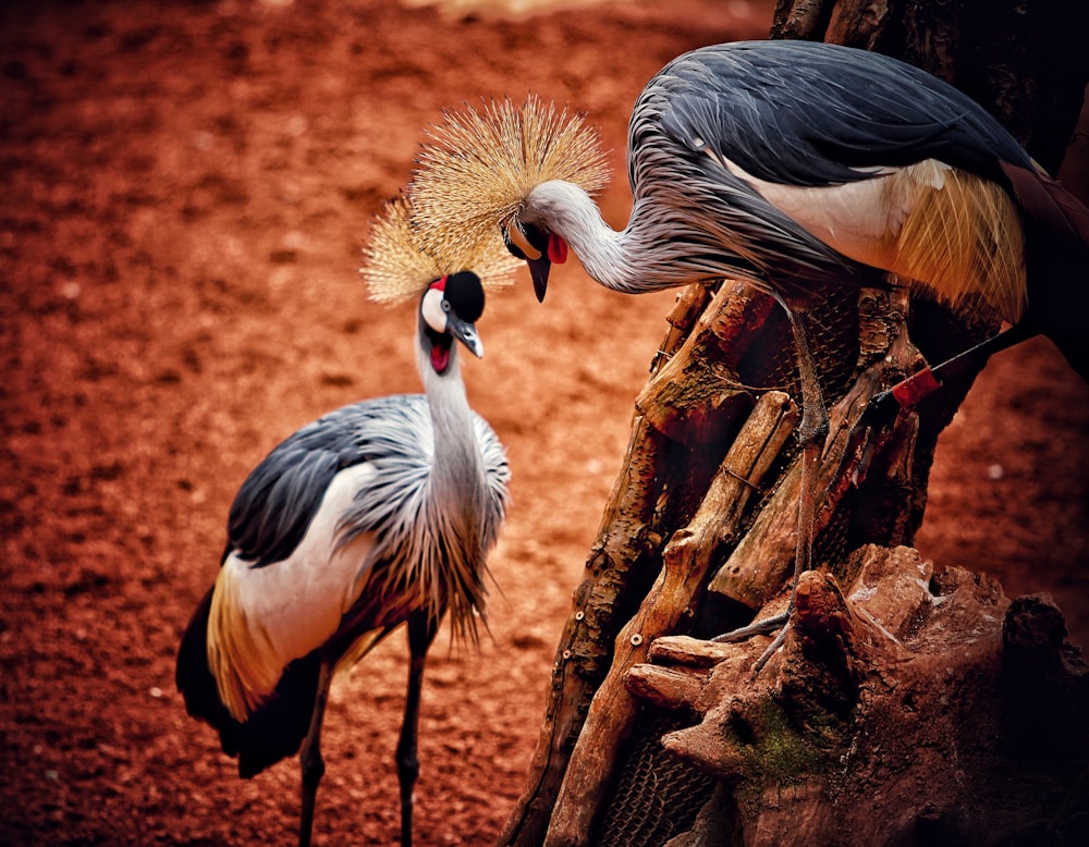 a group of birds standing on a tree stump