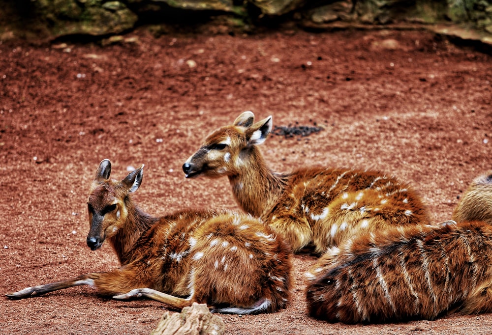 a group of animals lying on the ground