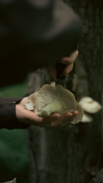 a person holding a mushroom
