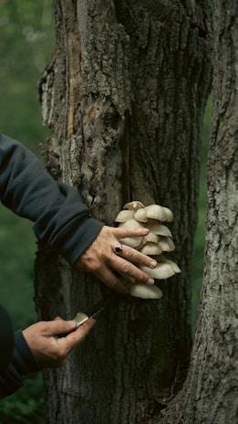 A person is harvesting a cluster of mushrooms growing on the trunk of an old tree in a forest. The individual has a knife in their left hand, carefully cutting the mushrooms near the base, while the right hand holds the mushrooms firmly. The tree bark is rough and weathered, and the surrounding area is lush with green foliage.