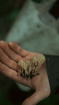 a hand holding a small plant