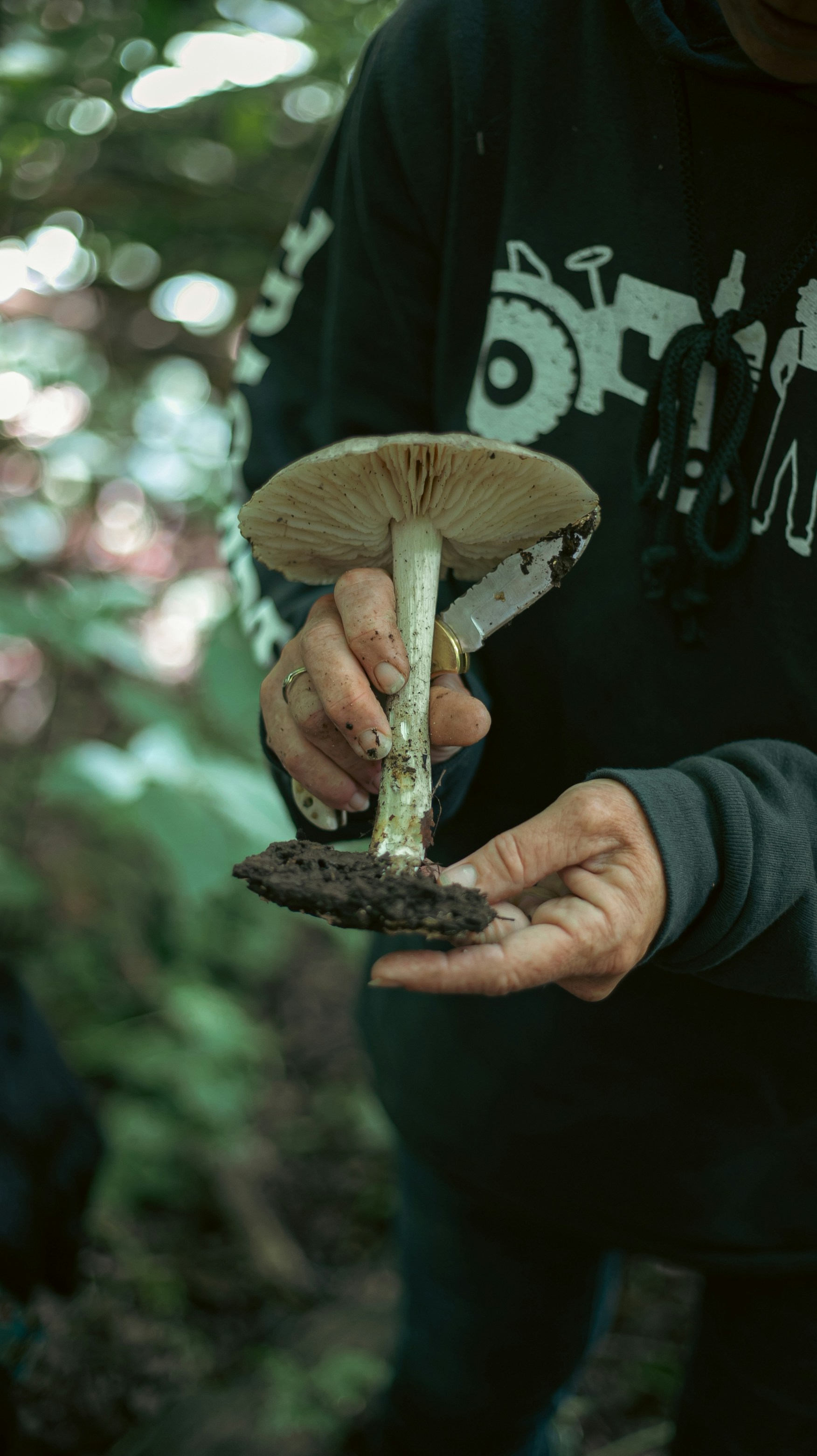 Cover Image for WAC Foraging and fermentation workshop with Vildväxt