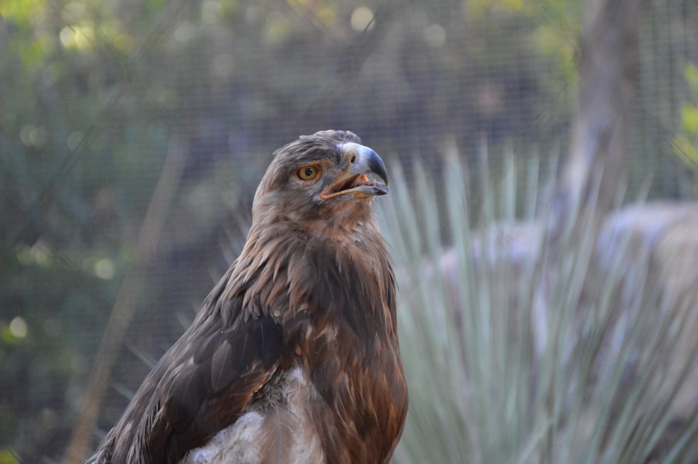 a bird standing in front of a body of water