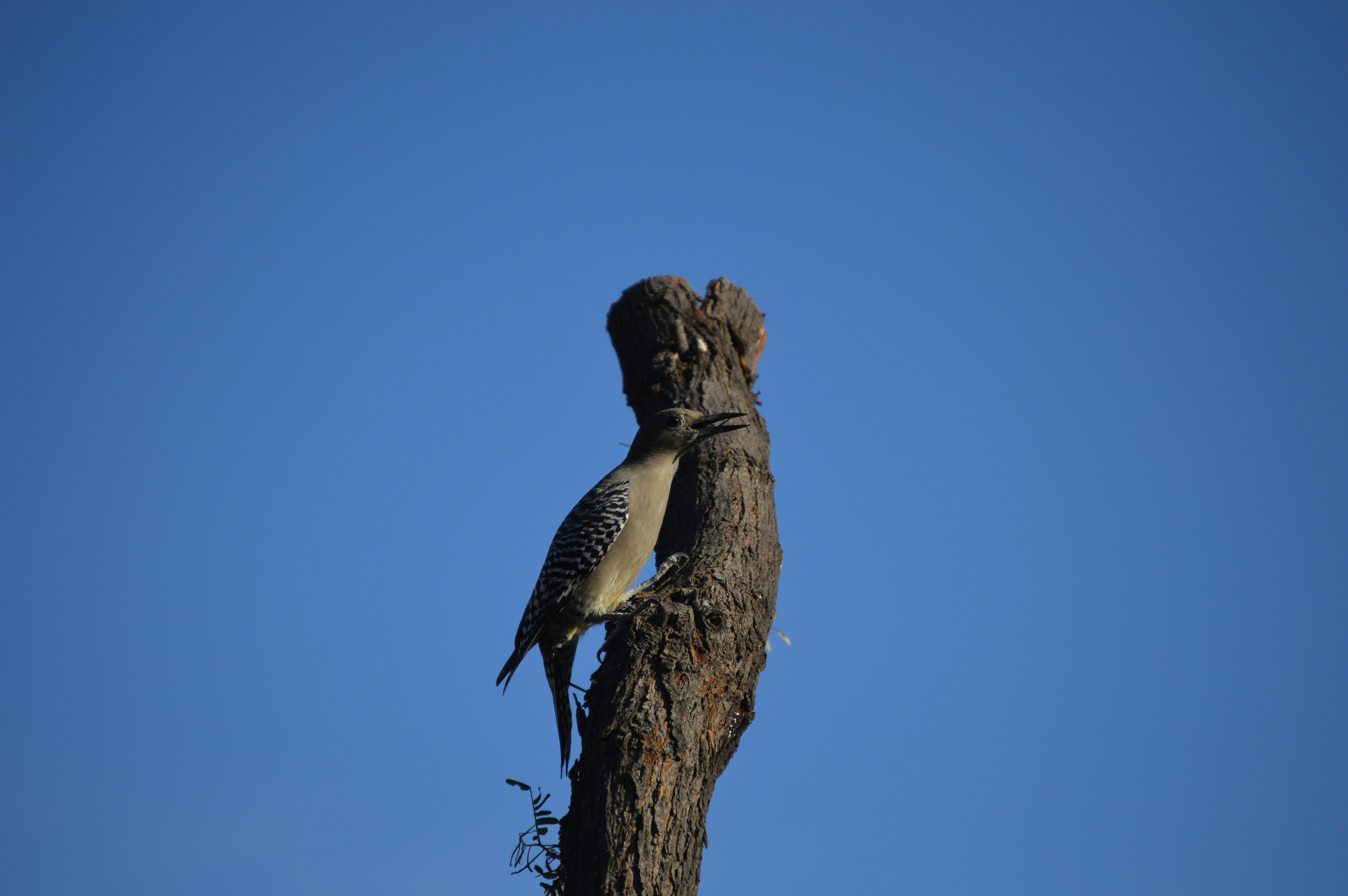 a bird sitting on a tree