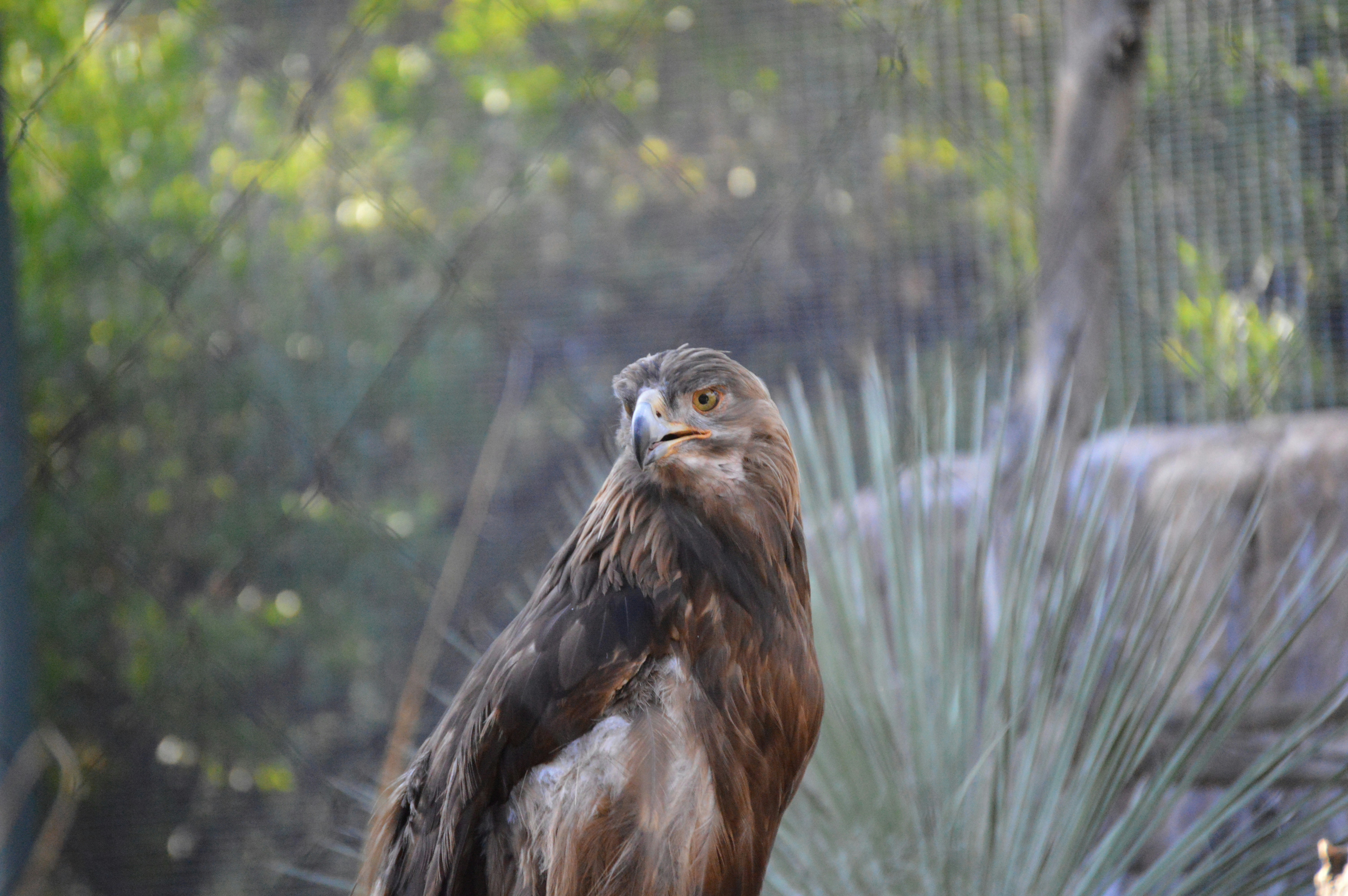 a brown bird with a long beak