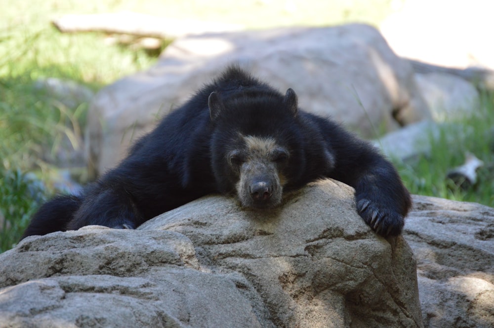 a bear laying on a rock