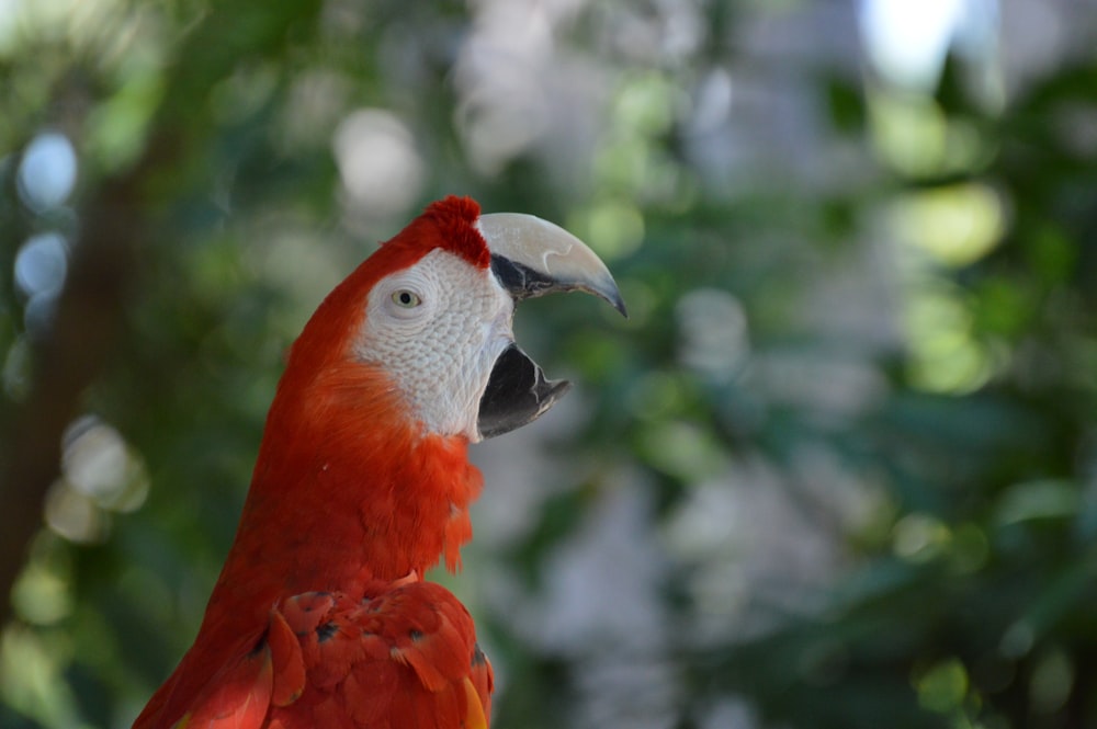 a bird with a red head