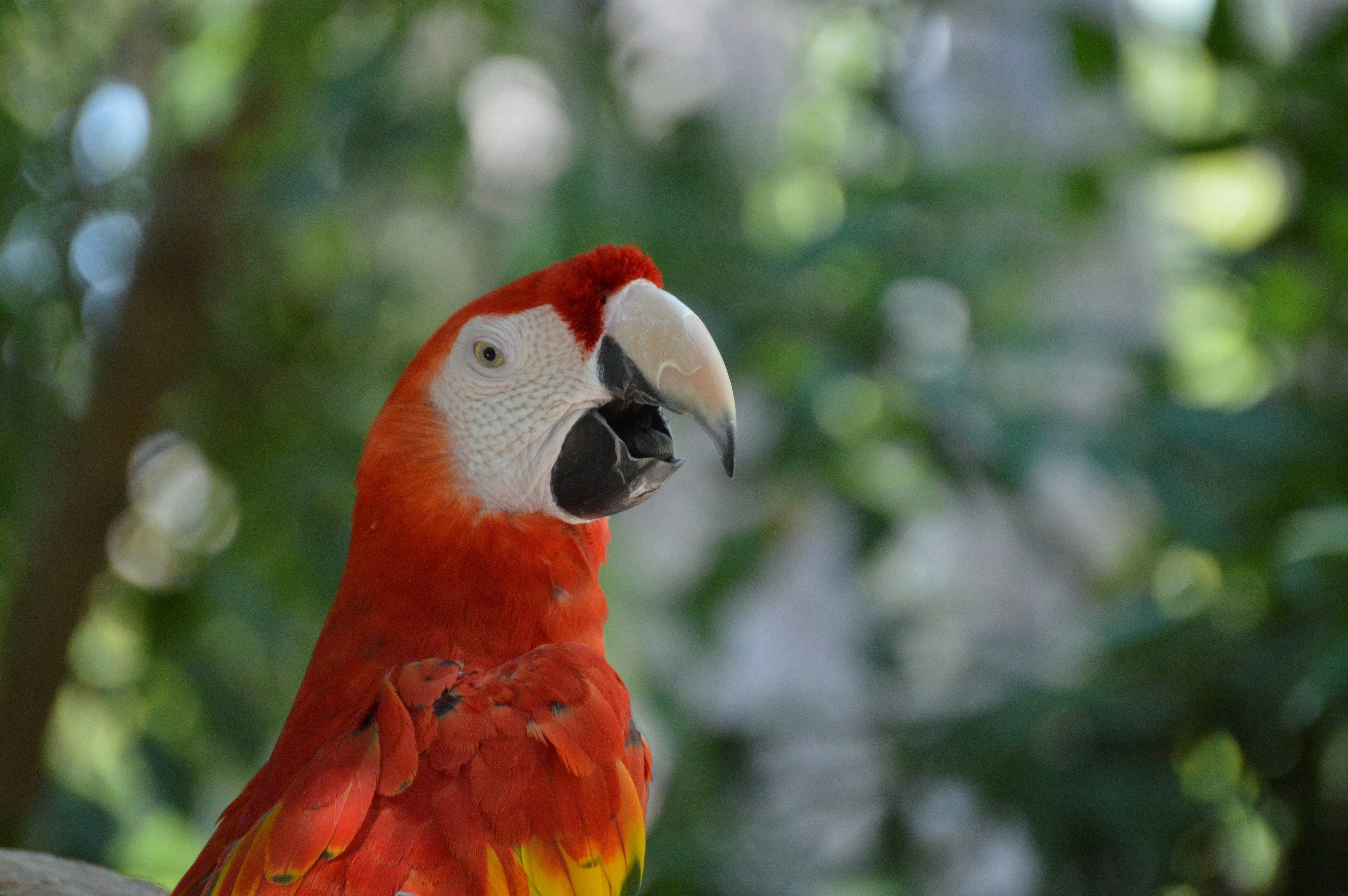 a bird with a red head