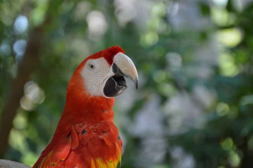 a bird with a red head