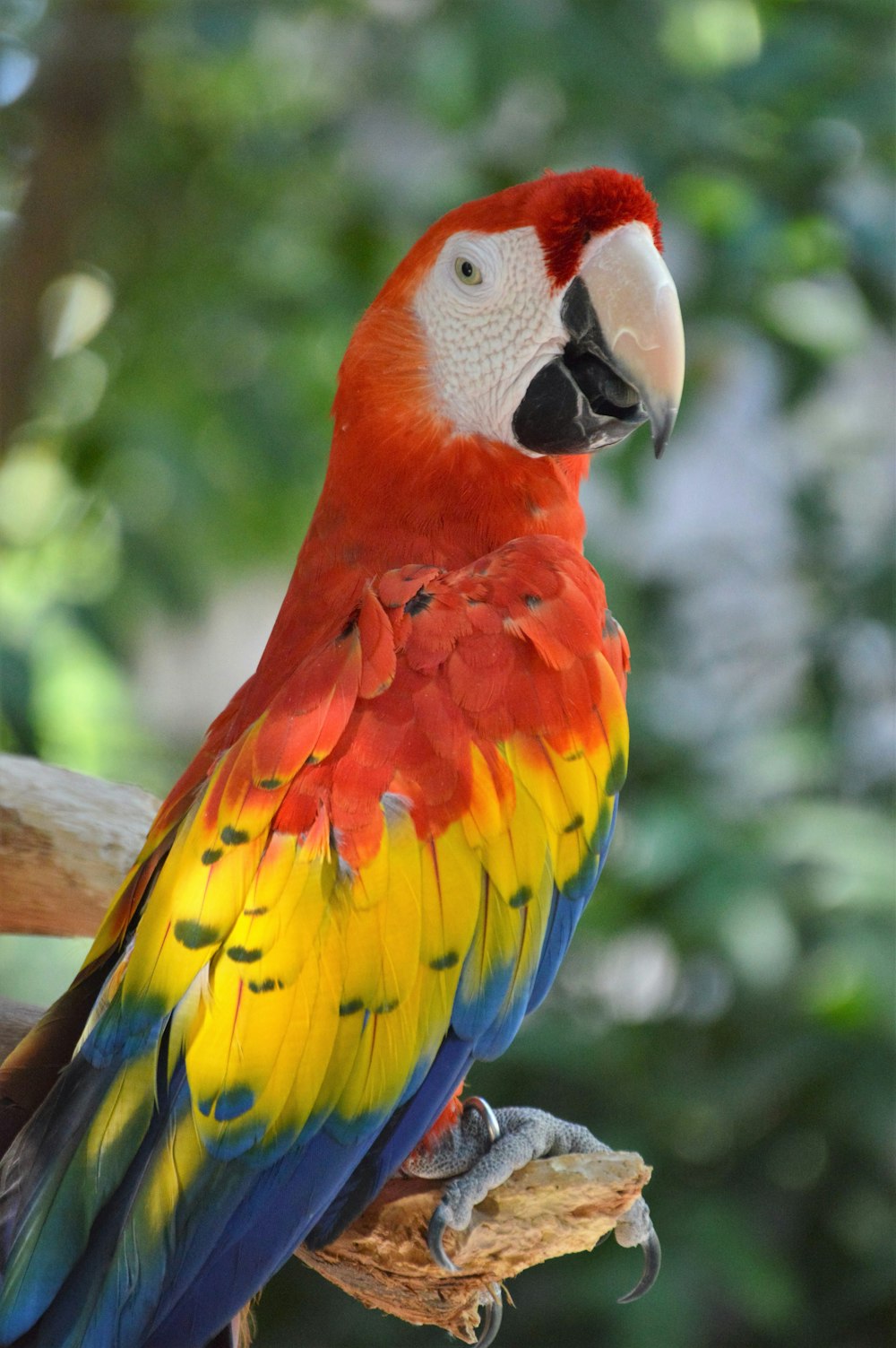 a colorful bird with a black beak