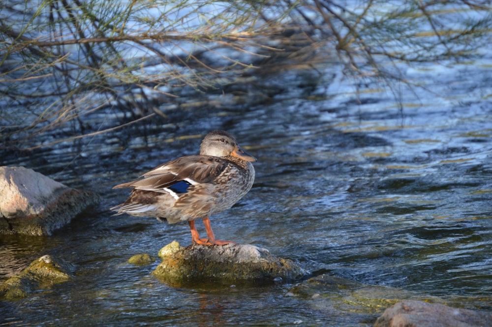 a couple of ducks on rocks by a river