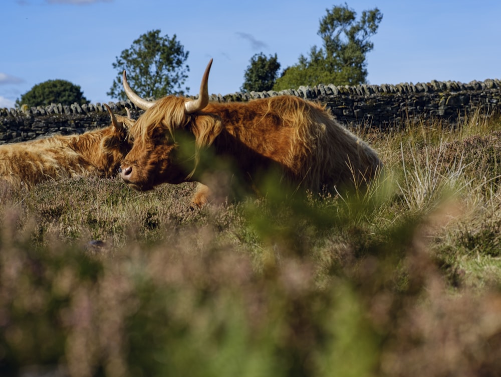 a yak laying in the grass