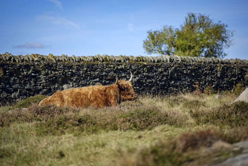 a large animal lying in a grassy area next to a stone wall