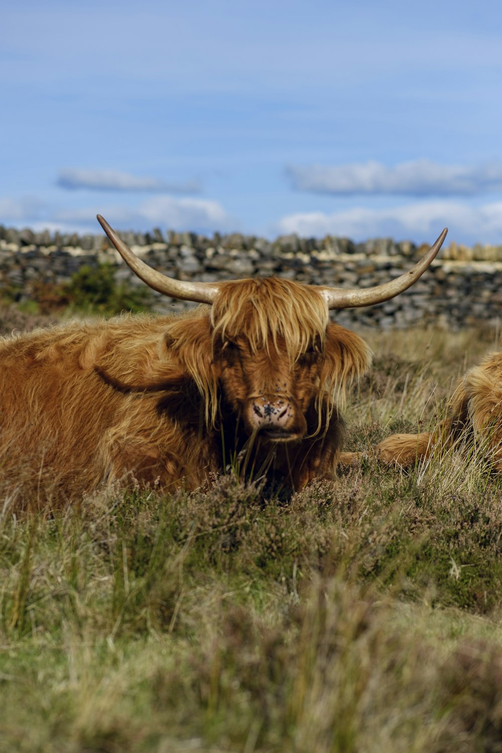 a large animal with horns