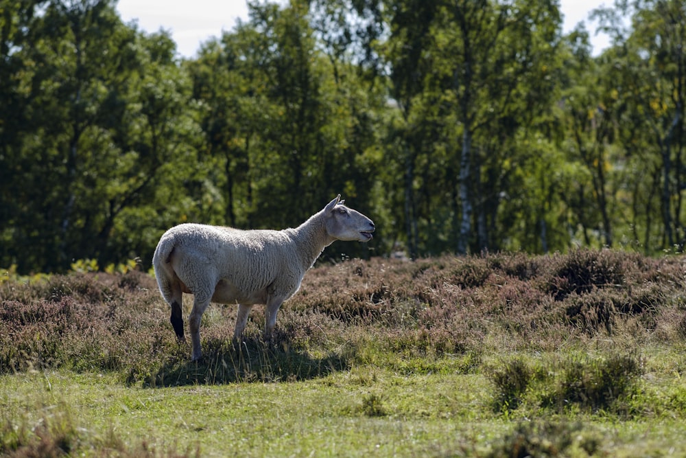 a white wolf in a field