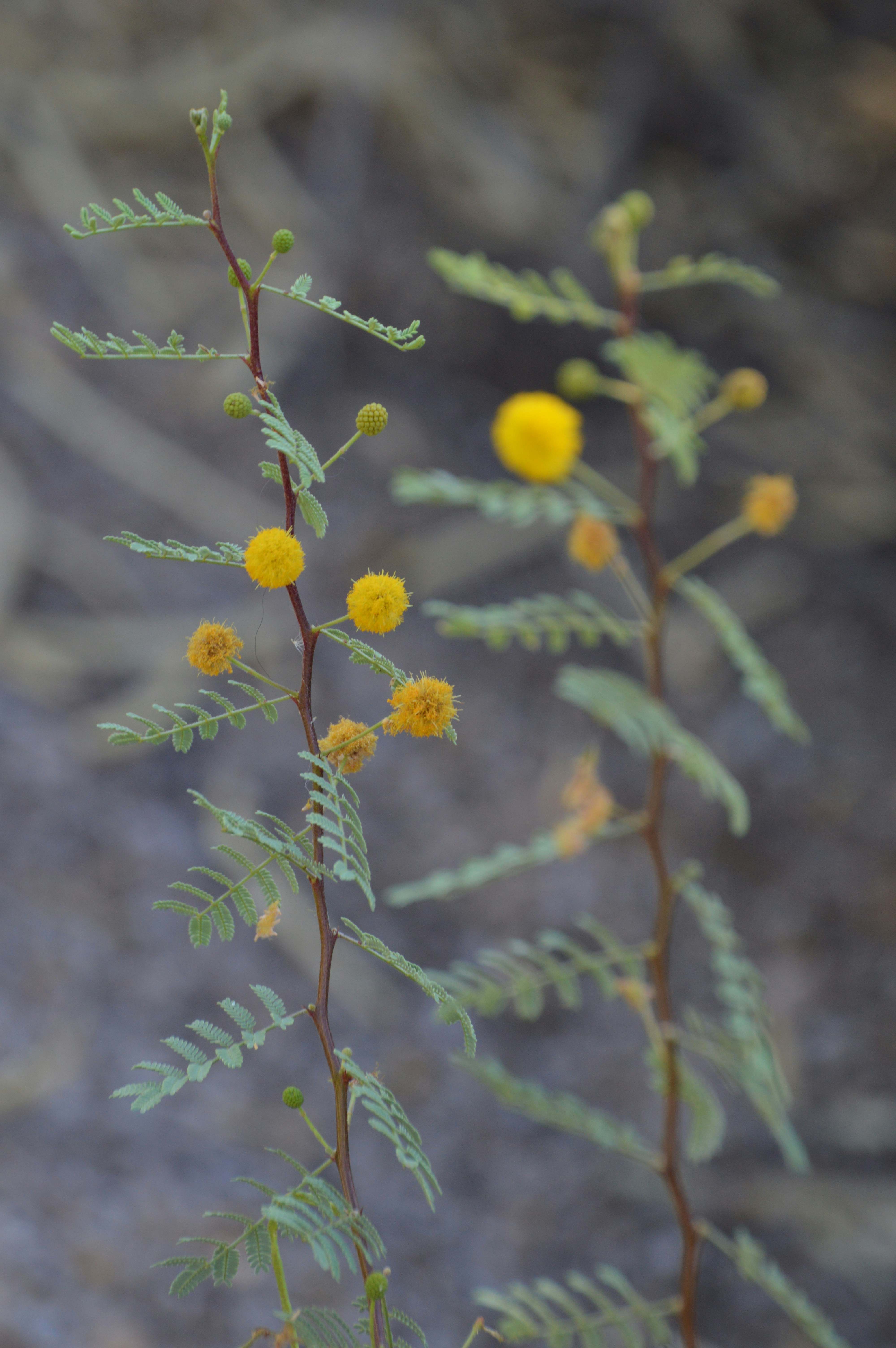 a close-up of a plant