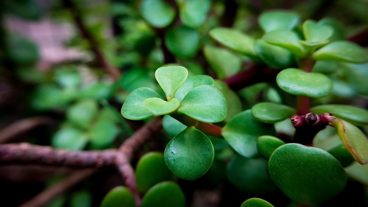 Jade Plant Money Tree Care India Succulent