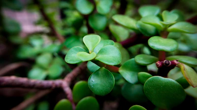Jade Plant Money Tree Care India Succulent