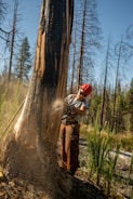 A person wearing a red hard hat and protective gear is using a chainsaw to cut down a large tree. The background contains a forest with tall, barren trees and some greenery around the ground.