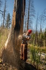 Chainsaw cutting down a large tree near residential buildings.