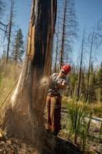A person wearing a red hard hat and protective gear is using a chainsaw to cut down a large tree. The background contains a forest with tall, barren trees and some greenery around the ground.