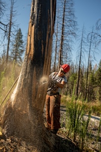 A skilled worker performing manual tree cutting in a forest.