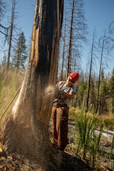 A professional tree feller using a chainsaw to cut down a large tree in a residential area.