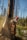 A person wearing a red hard hat and protective gear is using a chainsaw to cut down a large tree. The background contains a forest with tall, barren trees and some greenery around the ground.