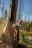 A person wearing a red hard hat and protective gear is using a chainsaw to cut down a large tree. The background contains a forest with tall, barren trees and some greenery around the ground.