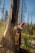 A person wearing a red hard hat and protective gear is using a chainsaw to cut down a large tree. The background contains a forest with tall, barren trees and some greenery around the ground.