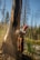 A person wearing a red hard hat and protective gear is using a chainsaw to cut down a large tree. The background contains a forest with tall, barren trees and some greenery around the ground.