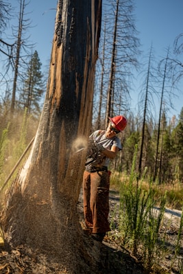 A person wearing a red hard hat and protective gear is using a chainsaw to cut down a large tree. The background contains a forest with tall, barren trees and some greenery around the ground.