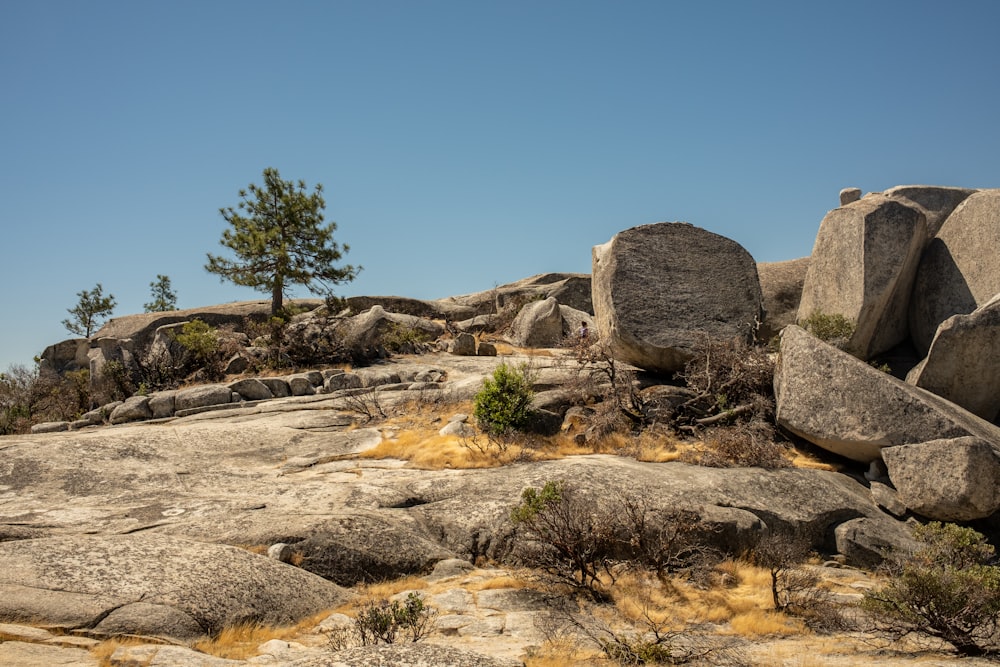 a rocky area with a tree