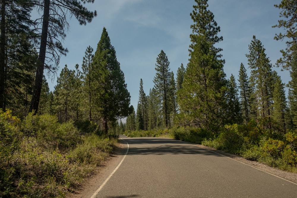 a road with trees on the side