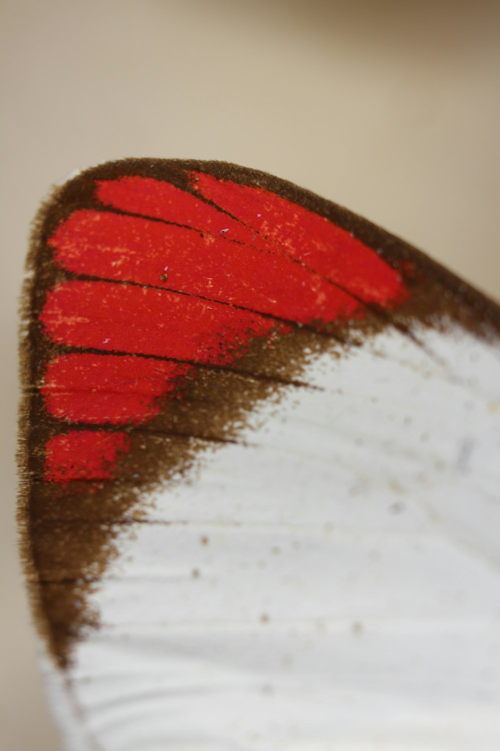 a close-up of a red and black feather