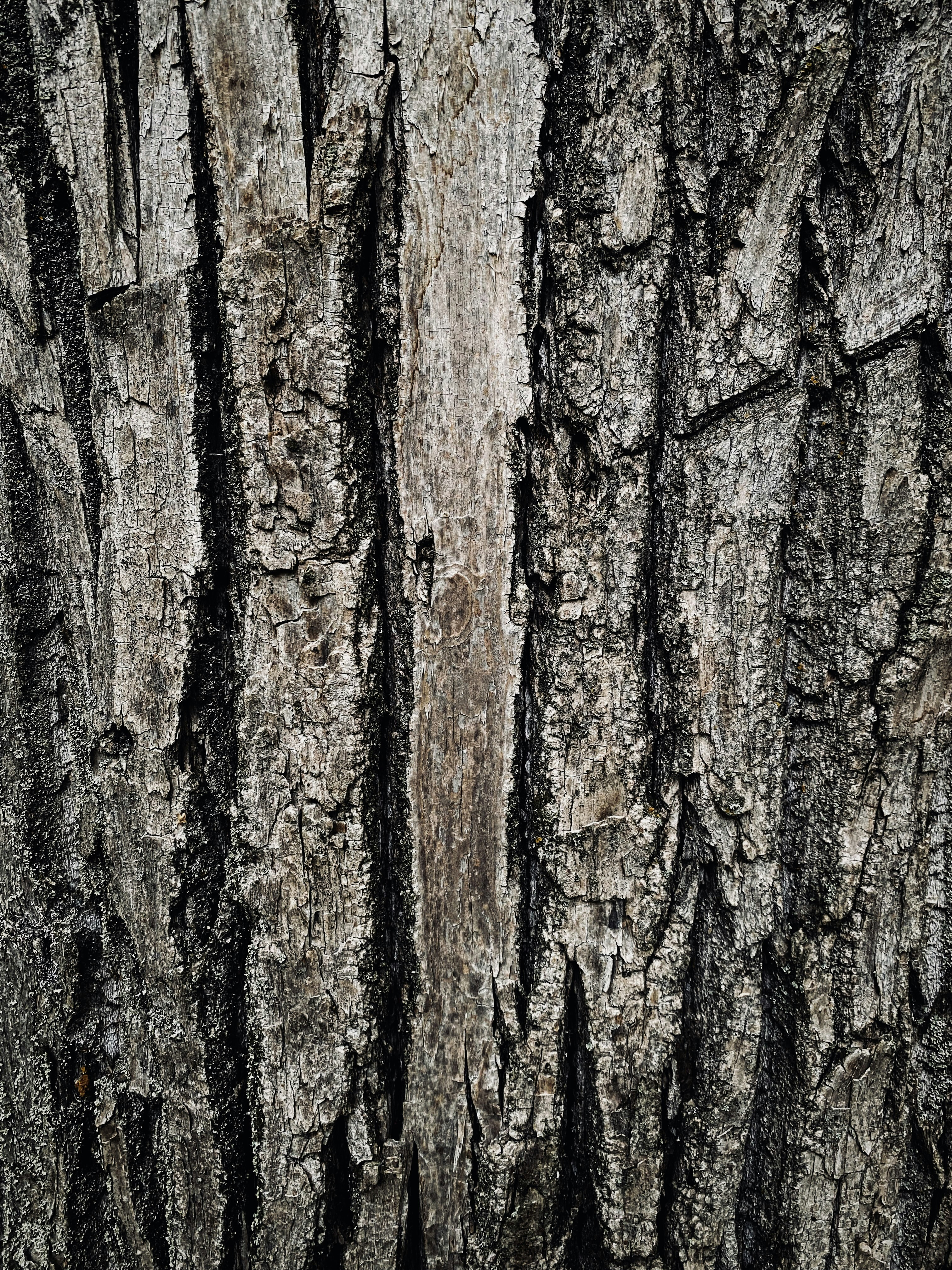 a close up of a tree trunk