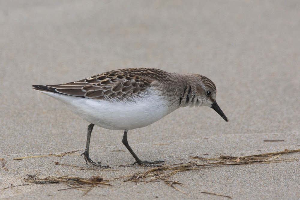 a bird walking on the sand