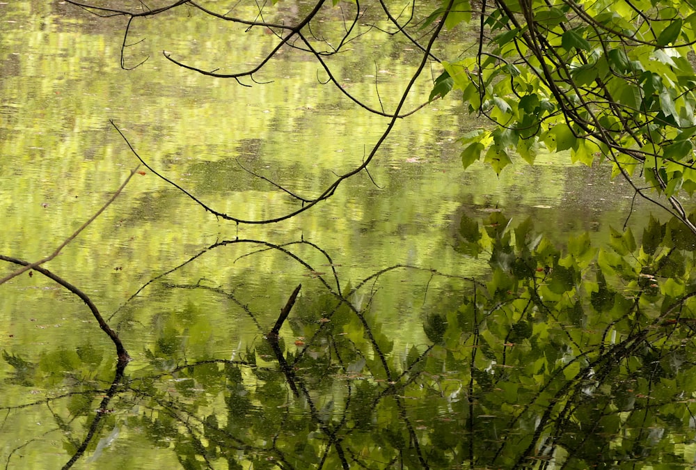 a tree with many branches