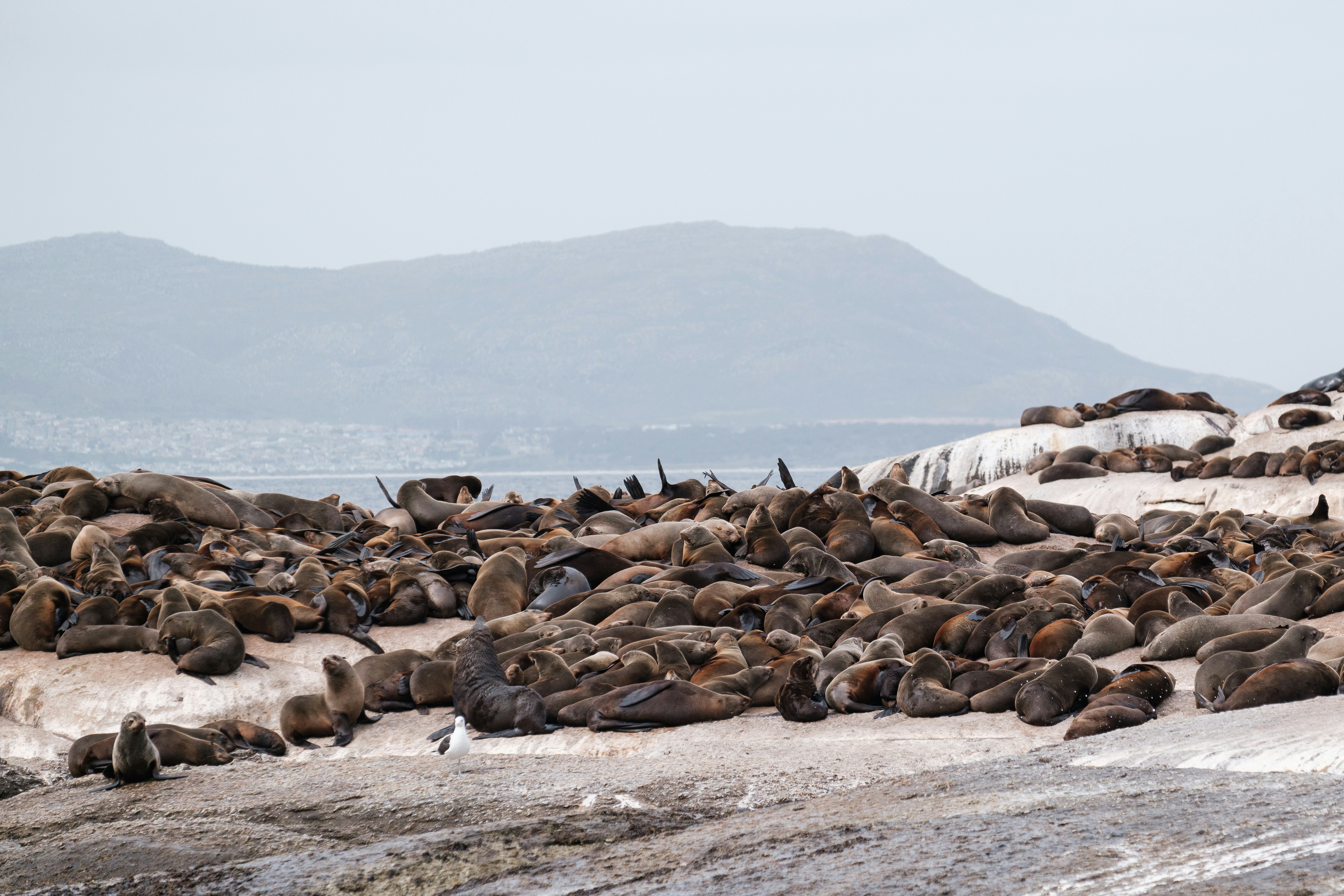 Duiker island 