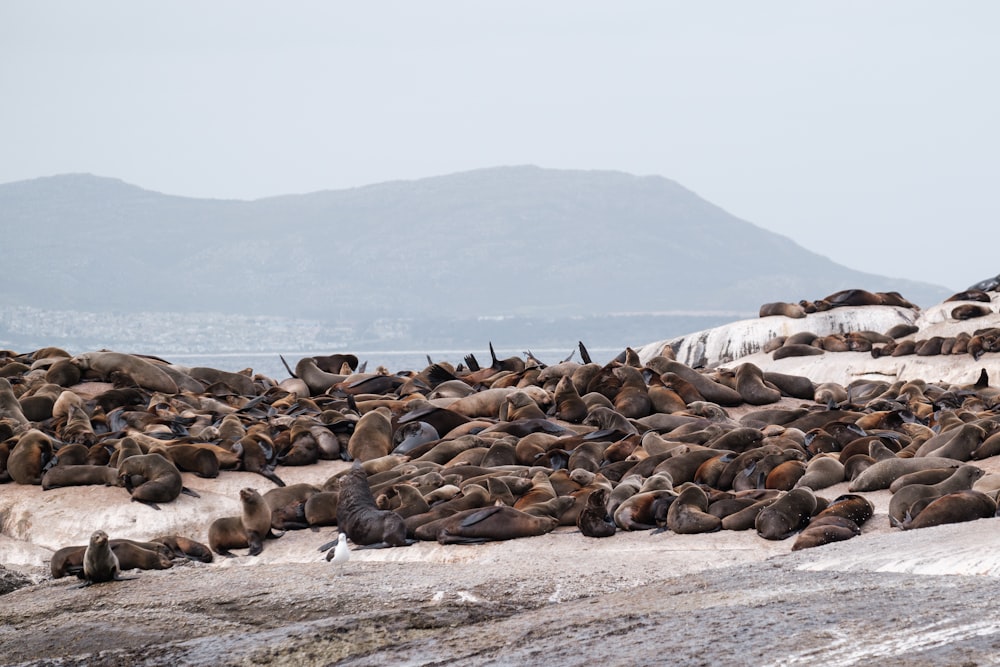 um grupo de focas em uma praia