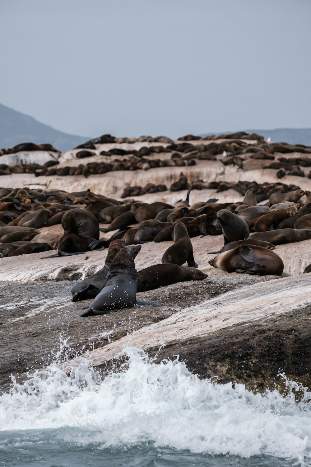 a group of seals on a rocky beach